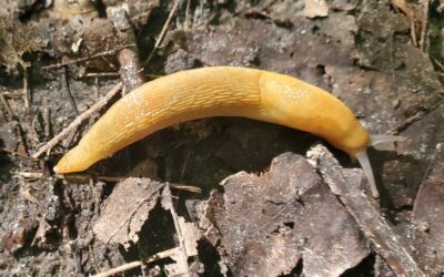 Why the humble slug is a great role model for HSPs