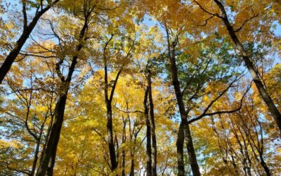 HSPs and sacred space…and why I don’t use AI