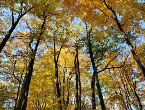 HSPs and sacred space…and why I don’t use AI