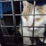 when to put down a beloved elderly pet