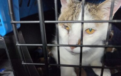 “How do you know when to put down a beloved elderly pet?”