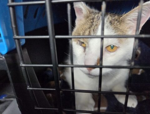 “How do you know when to put down a beloved elderly pet?”