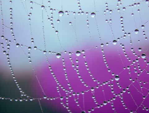 Use the HSP label—then let it go